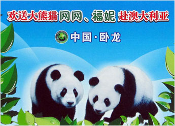 giant pandas Wang Wang and Funi